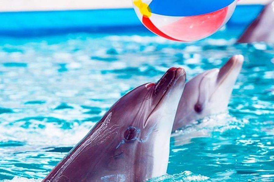 Bodrum Swimming with Dolphins