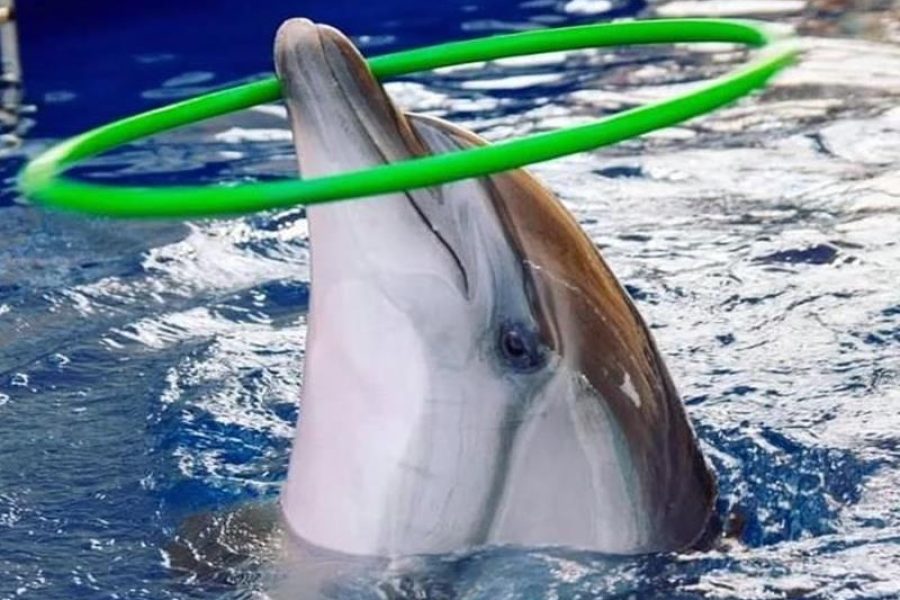 Alanya Swimming with Dolphins