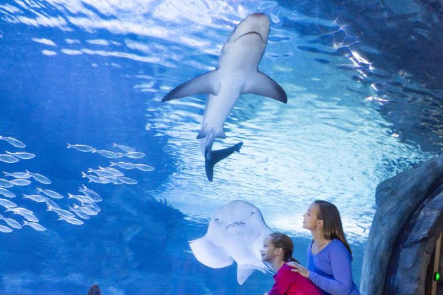Istanbul Aquarium Tour