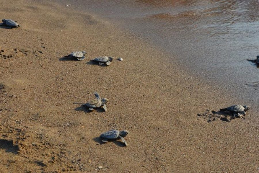 Marmaris Turtle Beach Tour With Mud Baths & River Cruise