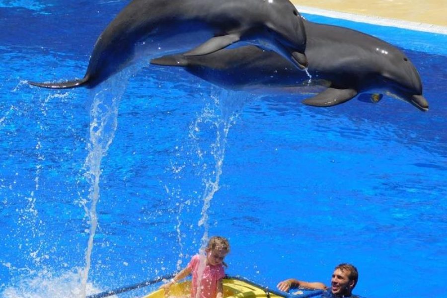 Bodrum Dolphin Show